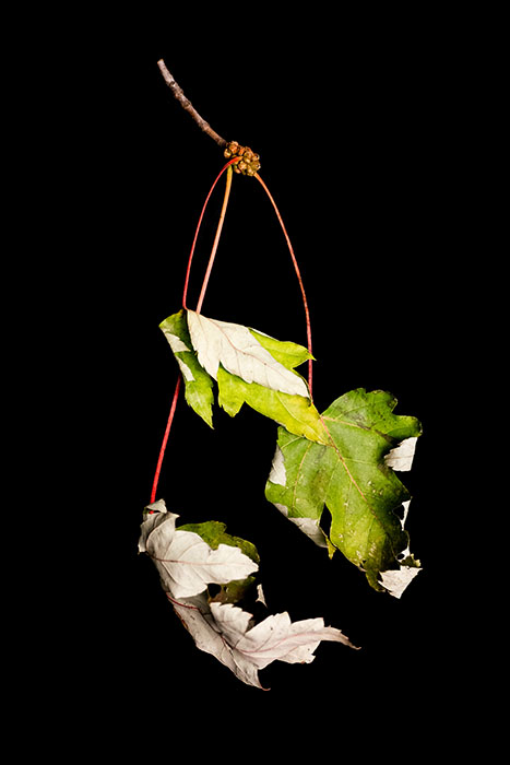 leaf photograph